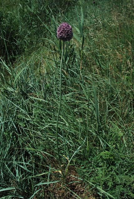 Allium ampeloprasum / Porraccio